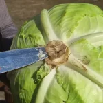 Tradicionalni kiseli kupus za zimnicu | Priprema glavica kupusa koje ste odvojili | Postupak 2 | Slika 2/6