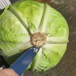 Tradicionalni kiseli kupus za zimnicu | Priprema glavica kupusa koje ste odvojili | Postupak 2 | Slika 1/6