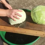 Tradicionalni kiseli kupus za zimnicu 29 | Istaknuta slika 3/4 | Od, tatinih, noževa, do, podrumskog, zlata, kiseli, čuvar, leta, za, hladne, dane