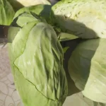 Tradicionalni kiseli kupus za zimnicu | Priprema rendanog kupusa | Postupak 1 | Slika 1/8