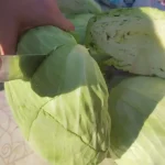 Tradicionalni kiseli kupus za zimnicu | Priprema rendanog kupusa | Postupak 1 | Slika 2/8