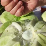 Tradicionalni kiseli kupus za zimnicu | Priprema glavica kupusa koje ste odvojili | Postupak 2 | Slika 6/6