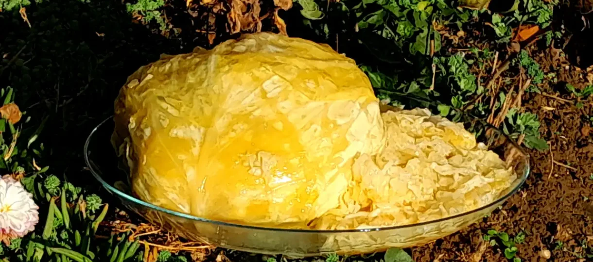 Tradicionalni kiseli kupus za zimnicu