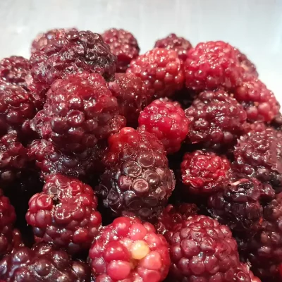 Sirup od kupina | Priprema kupina | Postupak 1 | Slika 3/3