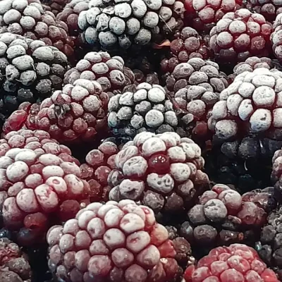 Sirup od kupina | Priprema kupina | Postupak 1 | Slika 1/3