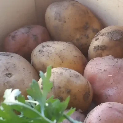 Krompir u kuhinji i 7 zdravstvenih benefita za imunitet i svakodnevicu 11 | Istaknuta slika 11/14 | Vitamin, C, za, jači, imunitet, Kalijum, za, srce, i, pritisak, Vlakna, za, bolje, varenje, Nizak, glikemijski, indeks, za, energiju, Antioksidanti, protiv, upala, Proteini, i, gvožđe, za, krv, Vitamini, B, za, nerve, i, raspoloženje