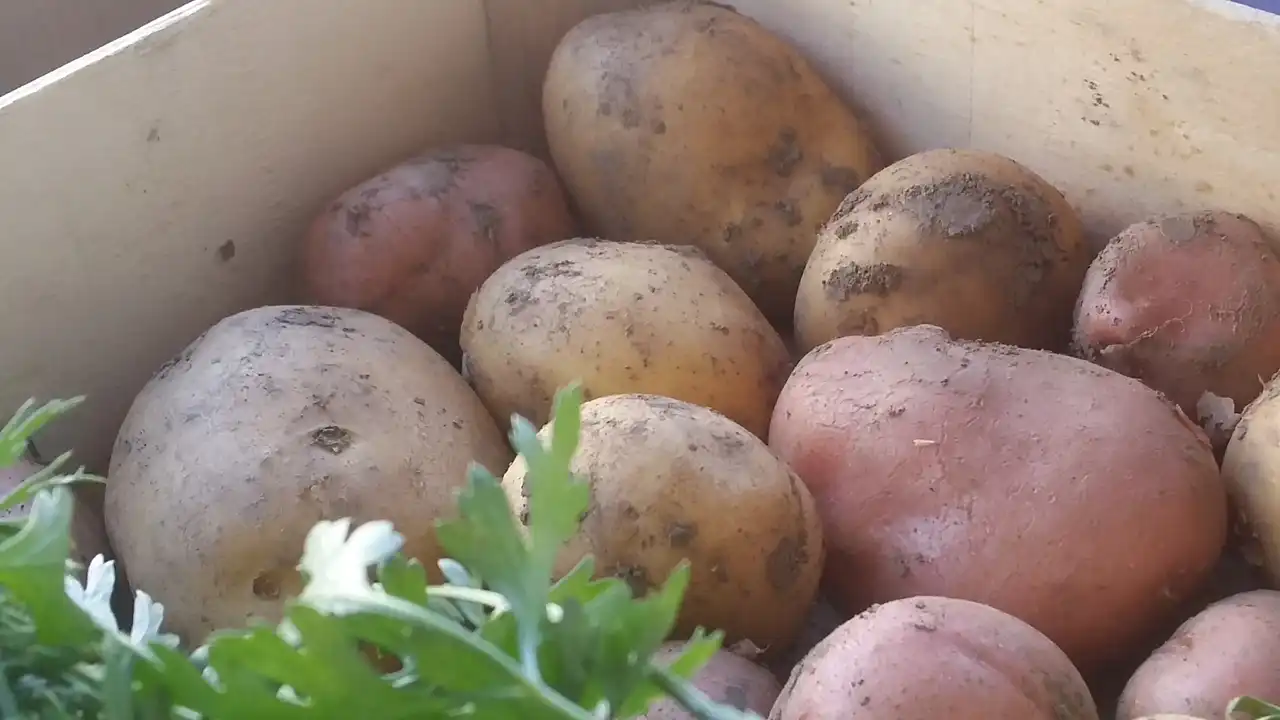 Krompir u kuhinji i 7 zdravstvenih benefita za imunitet i svakodnevicu 11 | Istaknuta slika 11/14 | Vitamin, C, za, jači, imunitet, Kalijum, za, srce, i, pritisak, Vlakna, za, bolje, varenje, Nizak, glikemijski, indeks, za, energiju, Antioksidanti, protiv, upala, Proteini, i, gvožđe, za, krv, Vitamini, B, za, nerve, i, raspoloženje