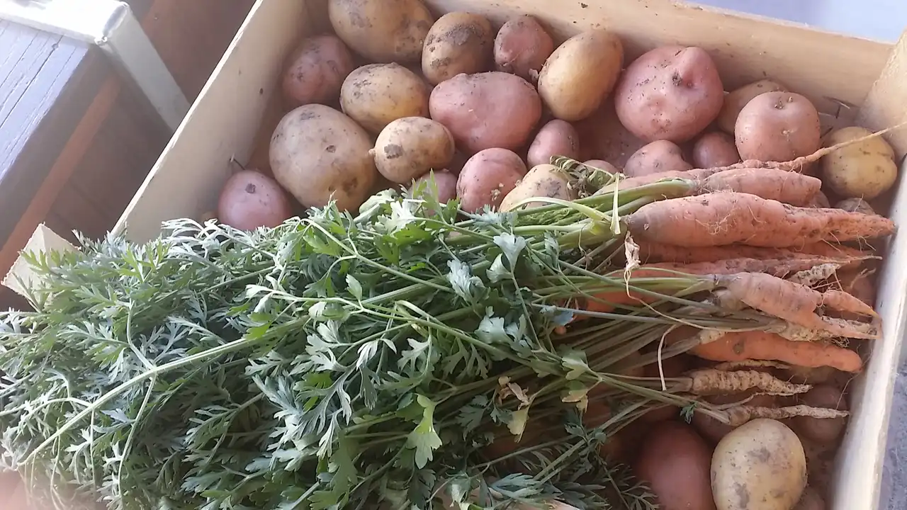 Krompir u kuhinji i 7 zdravstvenih benefita za imunitet i svakodnevicu 12 | Istaknuta slika 12/14 | Vitamin, C, za, jači, imunitet, Kalijum, za, srce, i, pritisak, Vlakna, za, bolje, varenje, Nizak, glikemijski, indeks, za, energiju, Antioksidanti, protiv, upala, Proteini, i, gvožđe, za, krv, Vitamini, B, za, nerve, i, raspoloženje