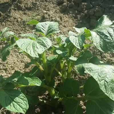 Krompir u kuhinji i 7 zdravstvenih benefita za imunitet i svakodnevicu 13 | Istaknuta slika 13/14 | Vitamin, C, za, jači, imunitet, Kalijum, za, srce, i, pritisak, Vlakna, za, bolje, varenje, Nizak, glikemijski, indeks, za, energiju, Antioksidanti, protiv, upala, Proteini, i, gvožđe, za, krv, Vitamini, B, za, nerve, i, raspoloženje