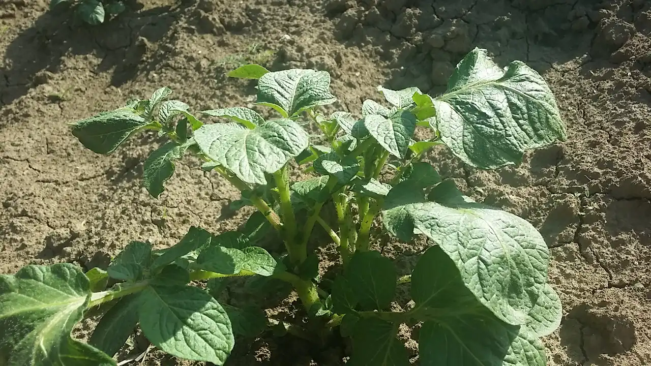 Krompir u kuhinji i 7 zdravstvenih benefita za imunitet i svakodnevicu 13 | Istaknuta slika 13/14 | Vitamin, C, za, jači, imunitet, Kalijum, za, srce, i, pritisak, Vlakna, za, bolje, varenje, Nizak, glikemijski, indeks, za, energiju, Antioksidanti, protiv, upala, Proteini, i, gvožđe, za, krv, Vitamini, B, za, nerve, i, raspoloženje