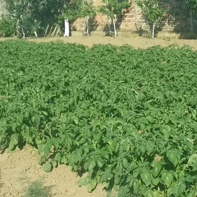 Krompir u kuhinji i 7 zdravstvenih benefita za imunitet i svakodnevicu 14 | Istaknuta slika 14/14 | Vitamin, C, za, jači, imunitet, Kalijum, za, srce, i, pritisak, Vlakna, za, bolje, varenje, Nizak, glikemijski, indeks, za, energiju, Antioksidanti, protiv, upala, Proteini, i, gvožđe, za, krv, Vitamini, B, za, nerve, i, raspoloženje