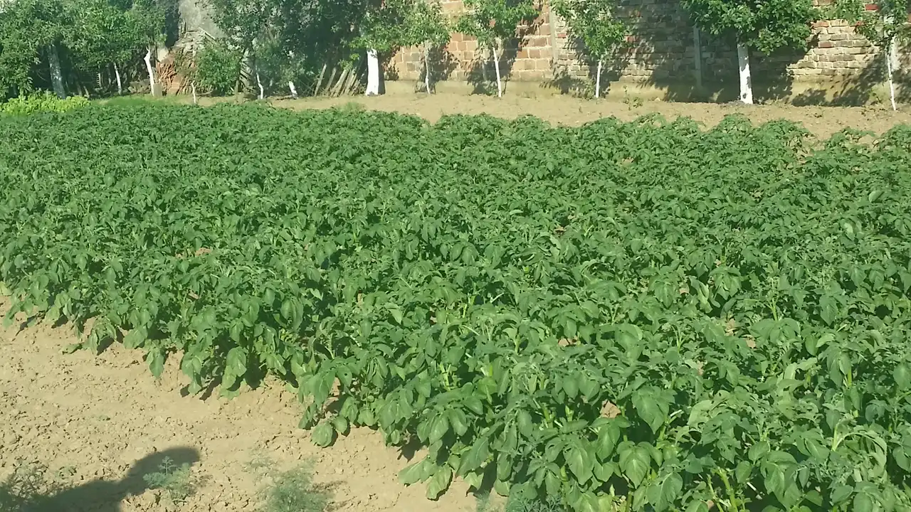 Krompir u kuhinji i 7 zdravstvenih benefita za imunitet i svakodnevicu 14 | Istaknuta slika 14/14 | Vitamin, C, za, jači, imunitet, Kalijum, za, srce, i, pritisak, Vlakna, za, bolje, varenje, Nizak, glikemijski, indeks, za, energiju, Antioksidanti, protiv, upala, Proteini, i, gvožđe, za, krv, Vitamini, B, za, nerve, i, raspoloženje