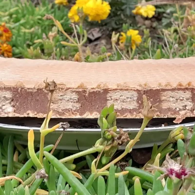 Napolitanka oblande | Serviranje | Postupak 4 | Slika 2/3