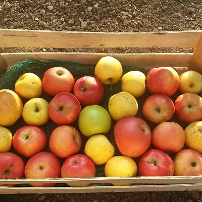 12 razloga zašto jabuke čuvaju zdravlje celu godinu 1 - 9/10 12 razloga zašto jabuke čuvaju zdravlje celu godinu 1 | Istaknuta slika 9/10 |