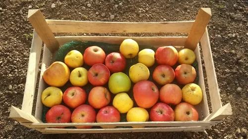 12 razloga zašto jabuke čuvaju zdravlje celu godinu 1