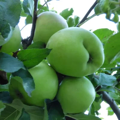 12 razloga zašto jabuke čuvaju zdravlje celu godinu 10 - 1/10 12 razloga zašto jabuke čuvaju zdravlje celu godinu 10 | Istaknuta slika 1/10 |