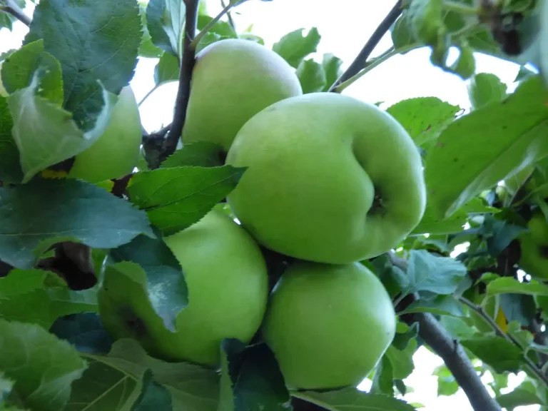 Svježe jabuke sa pijace u jesen