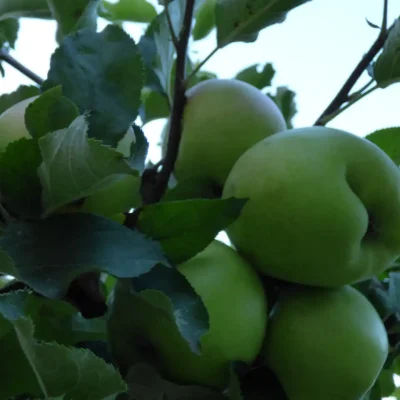 12 razloga zašto jabuke čuvaju zdravlje celu godinu - 10/10 12 razloga zašto jabuke čuvaju zdravlje celu godinu | Istaknuta slika 10/10 |