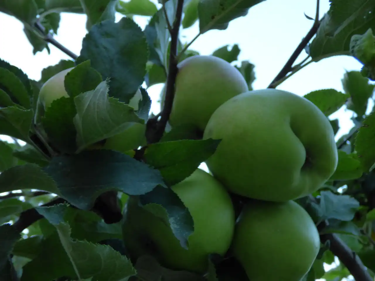 12 razloga zašto jabuke čuvaju zdravlje celu godinu - 10/10 12 razloga zašto jabuke čuvaju zdravlje celu godinu | Istaknuta slika 10/10 |