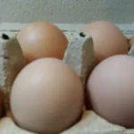 Farbana jaja | Kuvanje jaja | Postupak 1 | Slika 1/4
