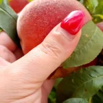 Marmelada od breskve | Čišćenje  breskvi | Postupak 1 | Slika 2/10