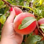 Marmelada od breskve | Čišćenje  breskvi | Postupak 1 | Slika 1/10