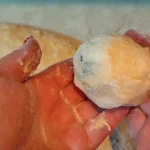 Knedle sa šljivama | Oblikovanje knedli | Postupak 5 | Slika 5/6